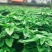 新鲜现摘红薯叶嫩尖番薯叶地瓜叶子蔬菜货源充足量大从优