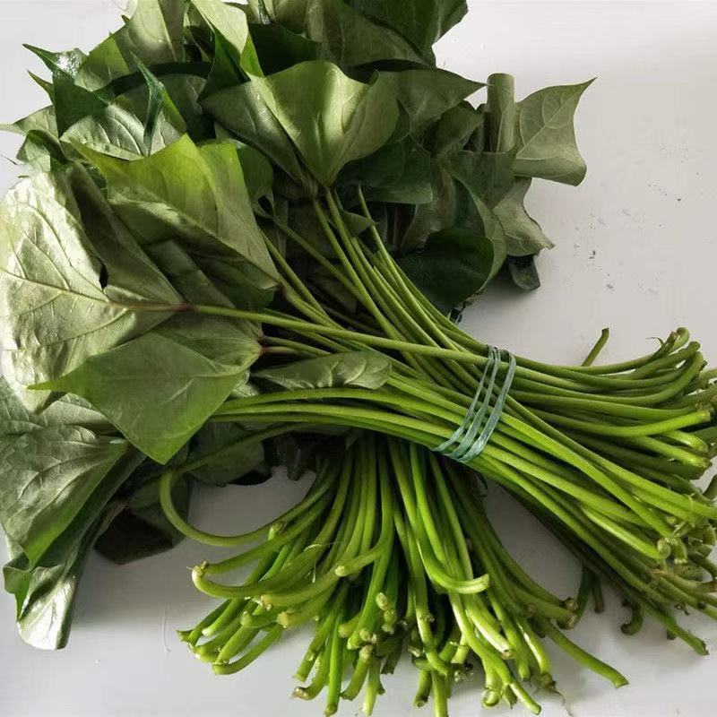 新鲜现摘红薯叶嫩尖番薯叶地瓜叶子蔬菜货源充足量大从优