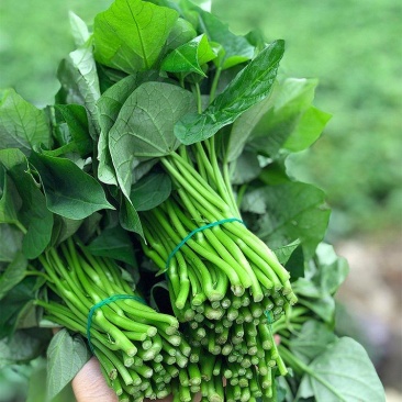 新鲜现摘红薯叶嫩尖番薯叶地瓜叶子蔬菜货源充足量大从优