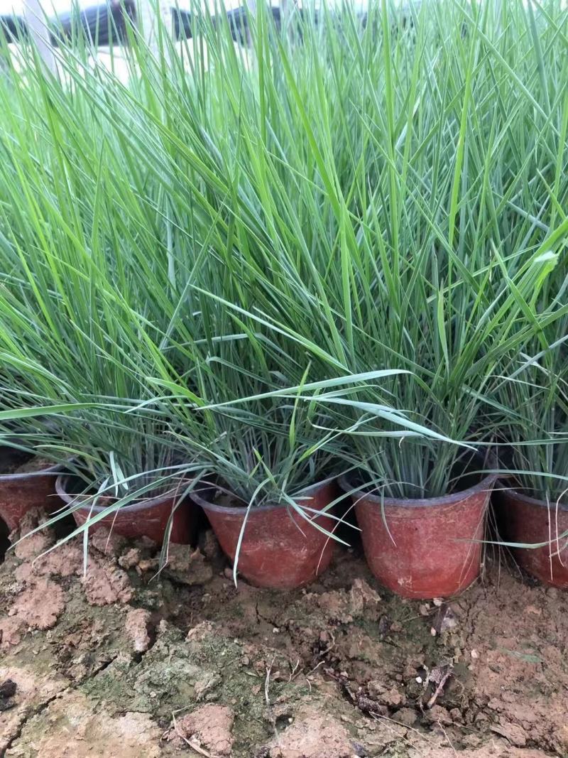 坡地毛冠草（糖蜜草）基地直销，规格全质量好