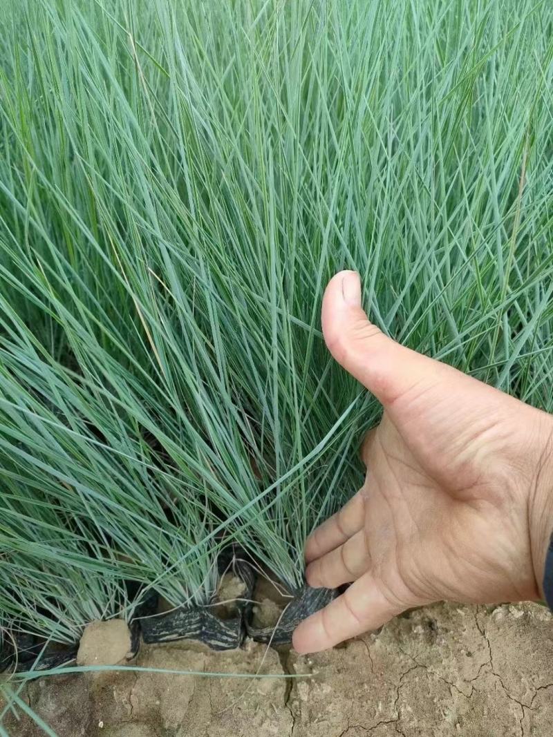坡地毛冠草（糖蜜草）基地直销，规格全质量好