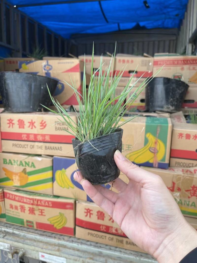 坡地毛冠草（糖蜜草）基地直销，规格全质量好