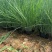 坡地毛冠草（糖蜜草）基地直销，规格全质量好