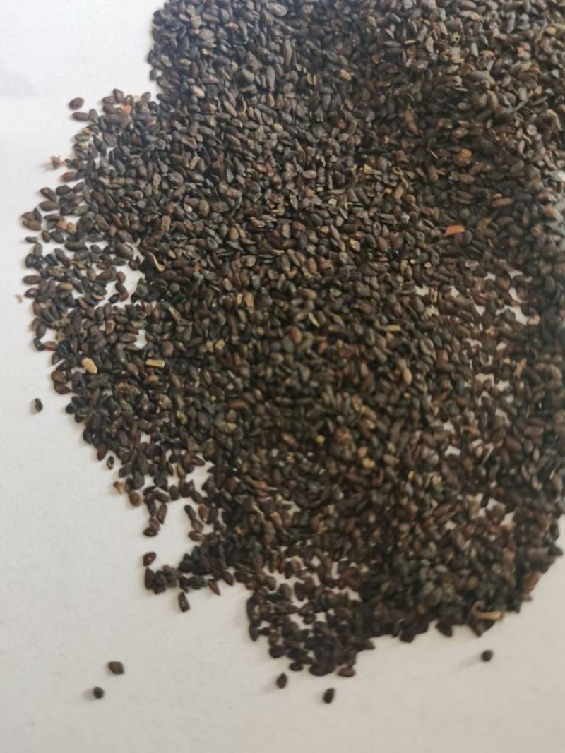 车前子中药材批发各种规格一站式购物