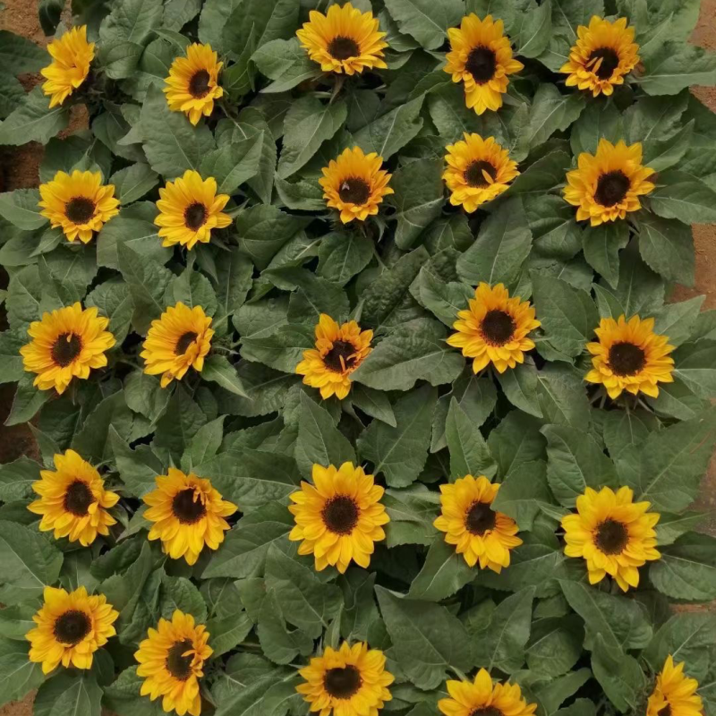 向日葵🌻