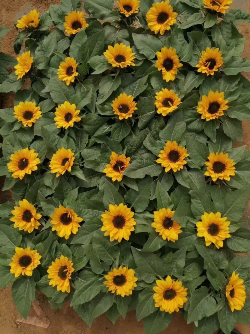 向日葵🌻