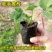 草莓秧苗奶油四季草莓苗盆栽地栽室内室外阳台南北方种植当年