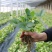 草莓秧苗奶油四季草莓苗盆栽地栽室内室外阳台南北方种植当年