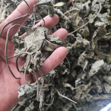 褚桃叶干货褚桃叶构树叶干净无杂质常年经营各种中药材