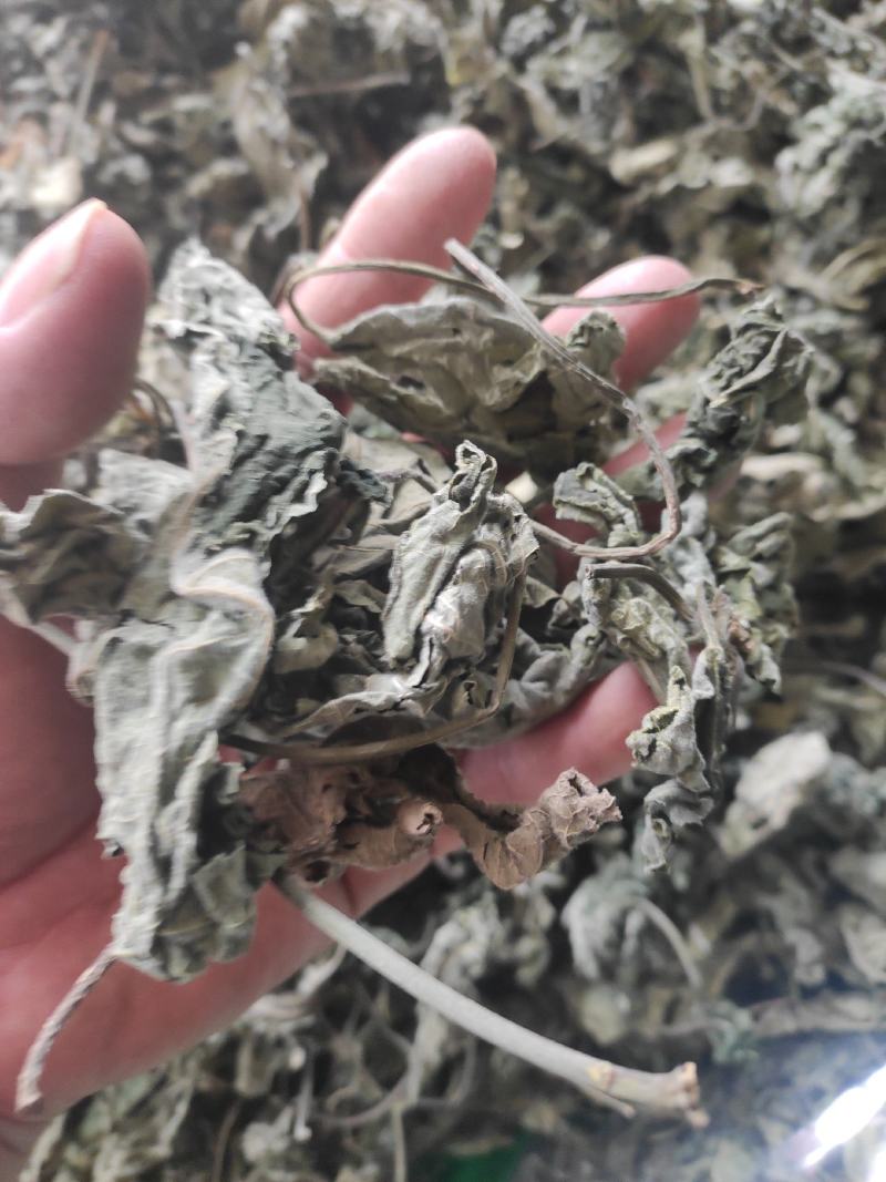 褚桃叶干货褚桃叶构树叶干净无杂质常年经营各种中药材