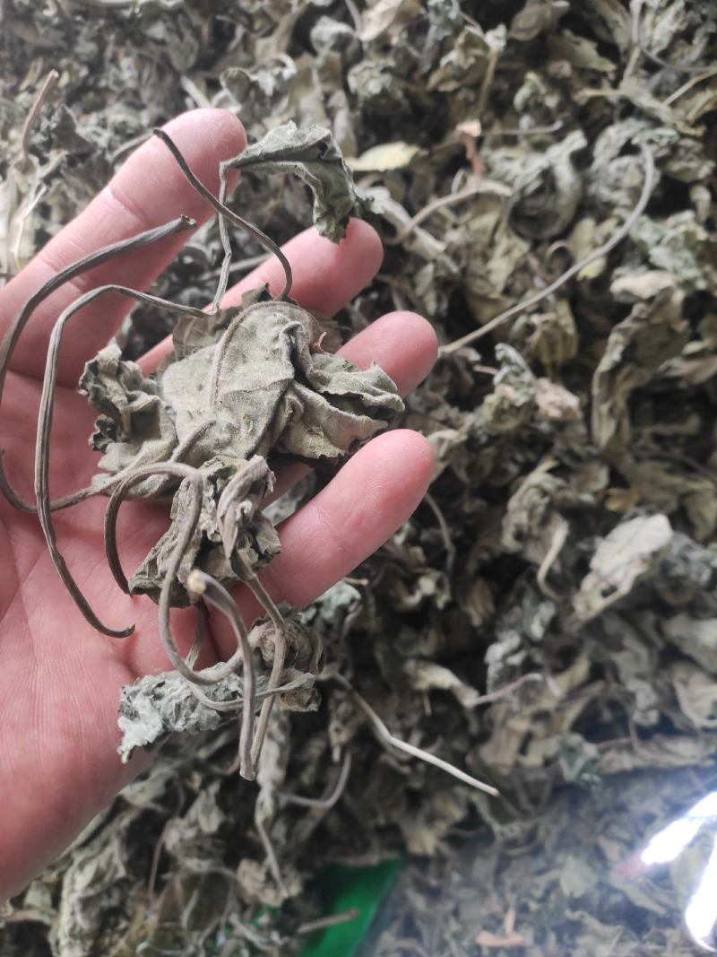 褚桃叶干货褚桃叶构树叶干净无杂质常年经营各种中药材