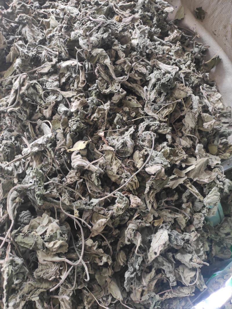 褚桃叶干货褚桃叶构树叶干净无杂质常年经营各种中药材