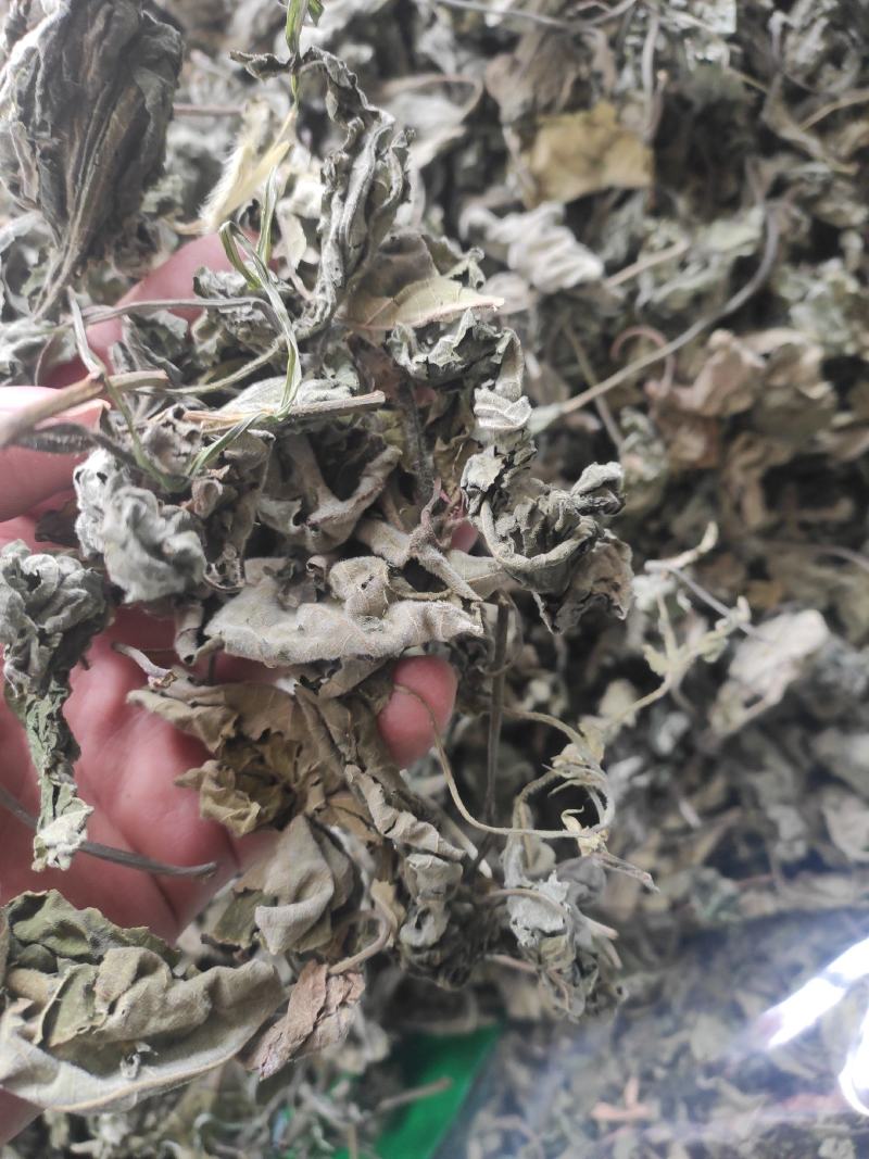 褚桃叶干货褚桃叶构树叶干净无杂质常年经营各种中药材