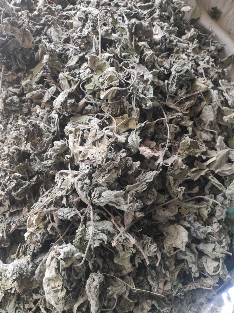 褚桃叶干货褚桃叶构树叶干净无杂质常年经营各种中药材