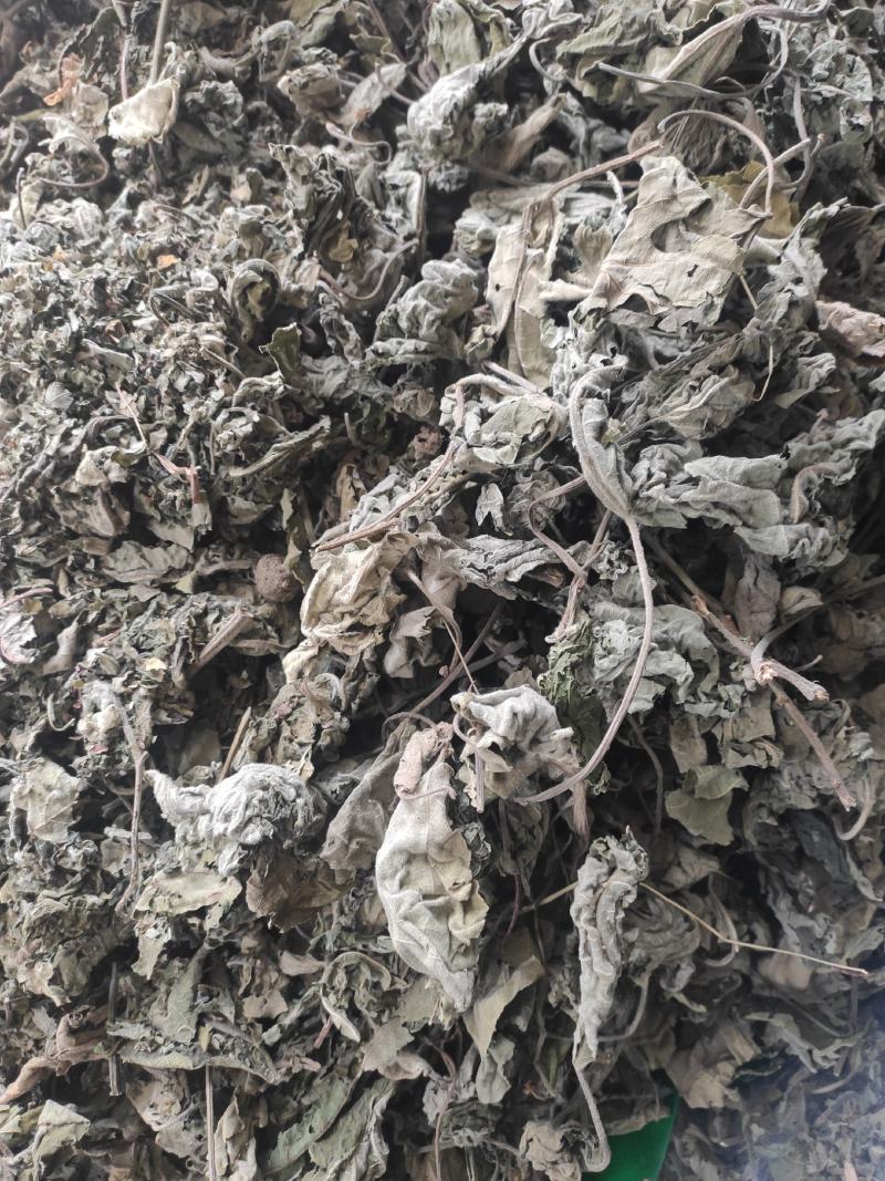 褚桃叶干货褚桃叶构树叶干净无杂质常年经营各种中药材