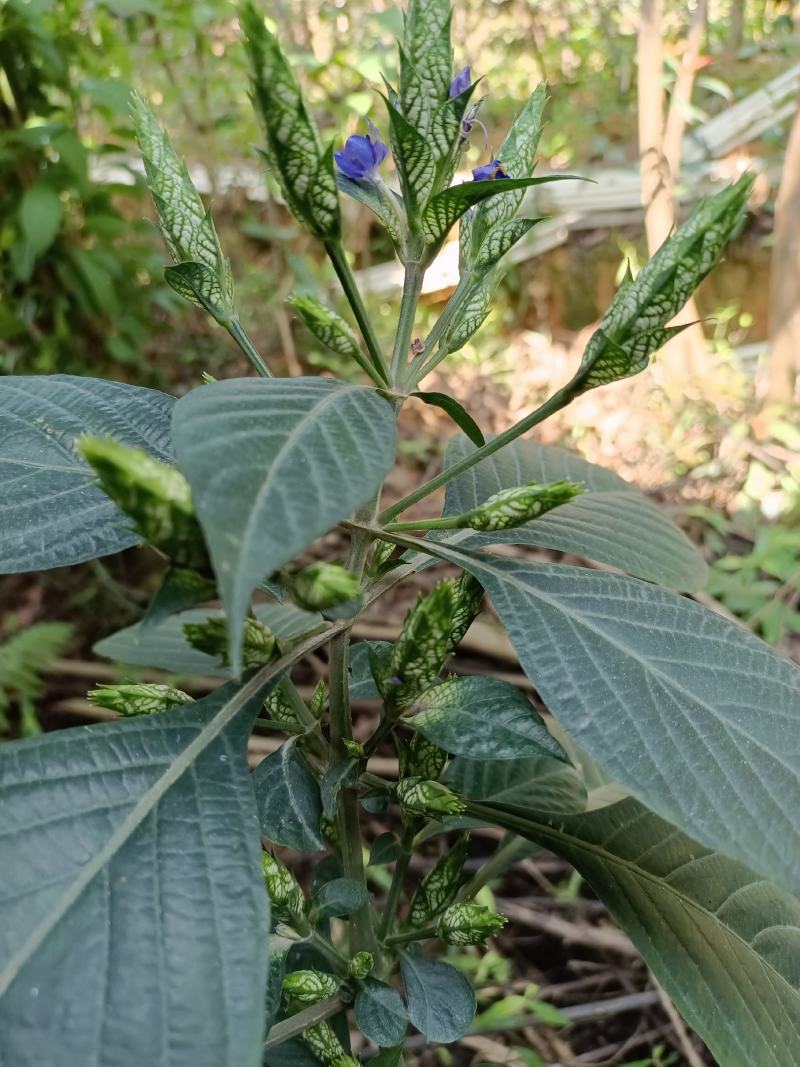 板兰根苗