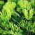 金银花树苗盆栽地栽药用食用泡茶闻香观赏南北方阳台庭院四季