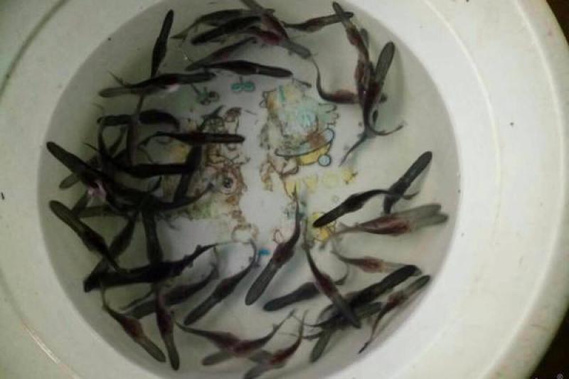 鸭嘴鱼苗鸭嘴鱼肉质鲜美是鱼类之中鱼王，耐养生长快