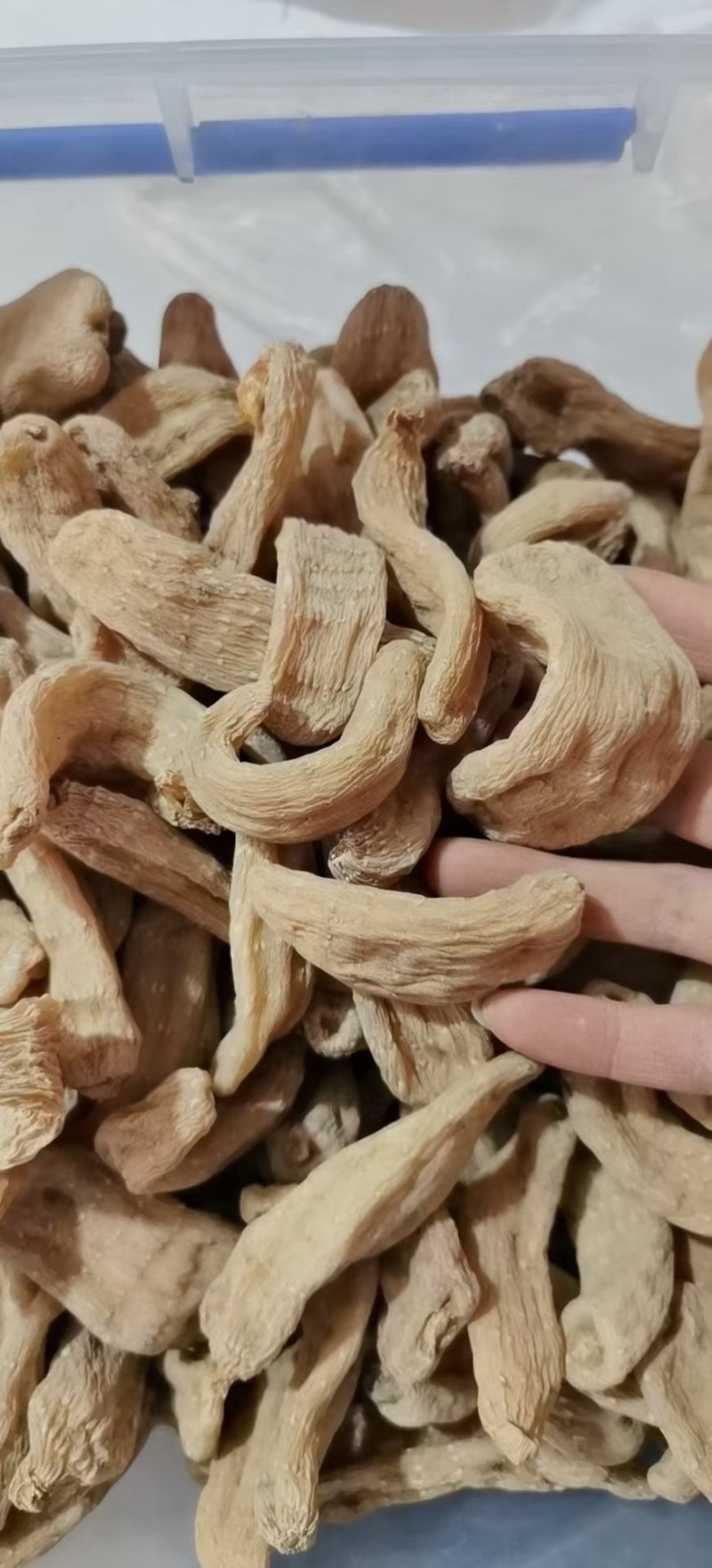 野生天麻足干.特级品