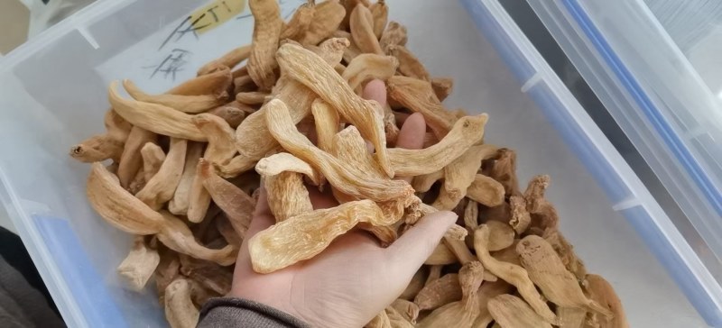 野生天麻足干.特级品