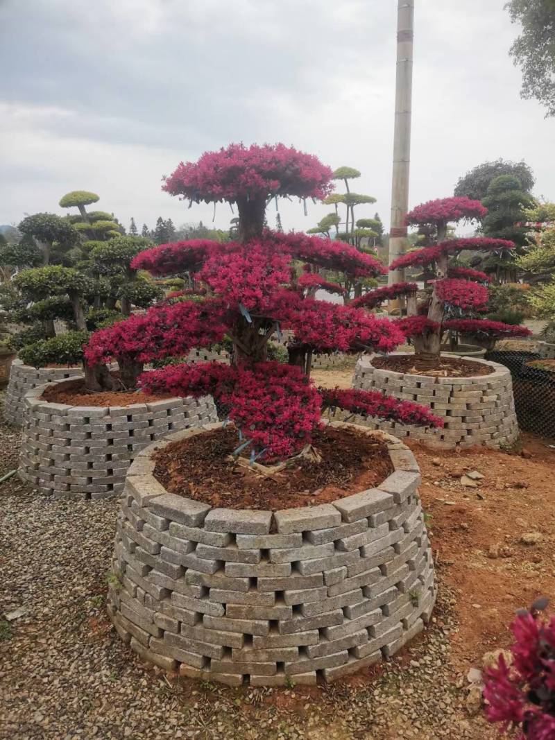 红花继木（树叶红色的，花也是红色的，一年开4次花）