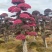 红花继木（树叶红色的，花也是红色的，一年开4次花）