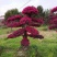 红花继木（树叶红色的，花也是红色的，一年开4次花）