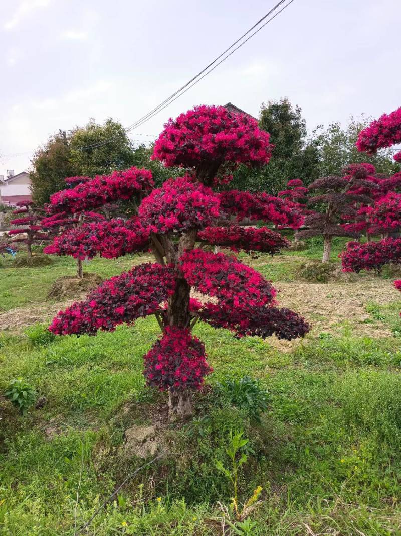 红花继木（树叶红色的，花也是红色的，一年开4次花）