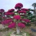 红花继木（树叶红色的，花也是红色的，一年开4次花）