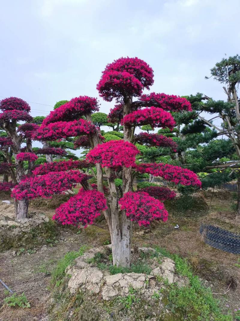 红花继木（树叶红色的，花也是红色的，一年开4次花）