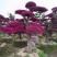 红花继木（树叶红色的，花也是红色的，一年开4次花）