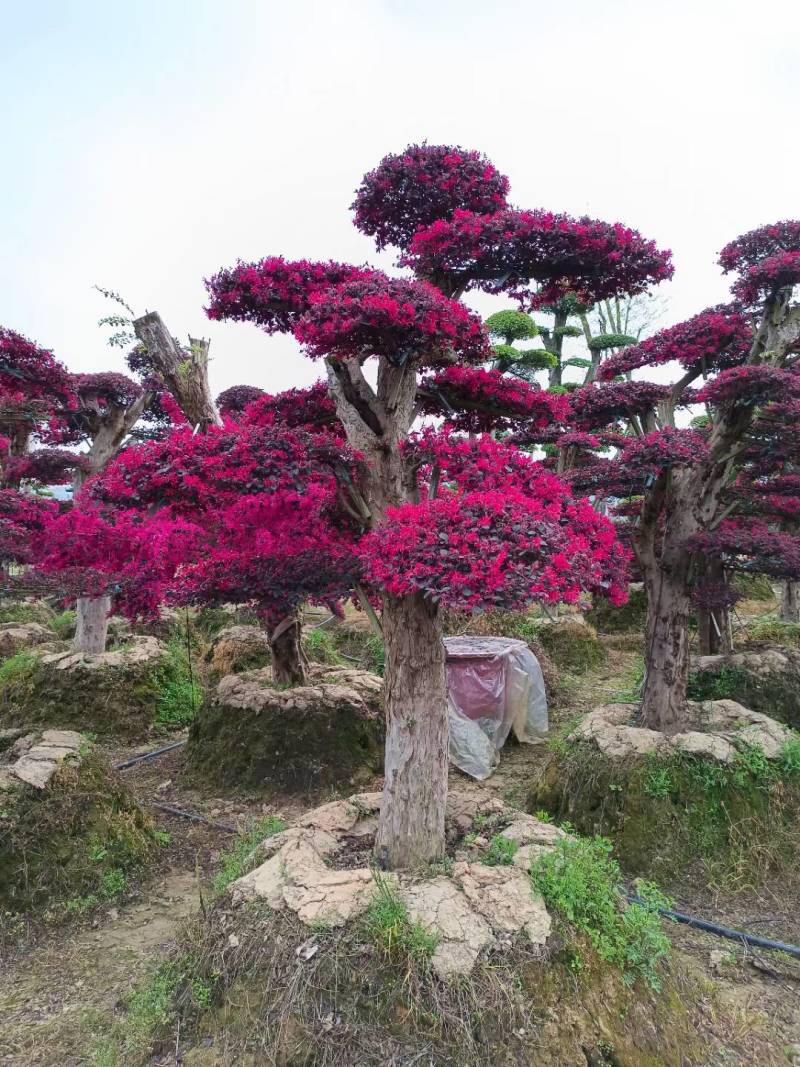 红花继木（树叶红色的，花也是红色的，一年开4次花）