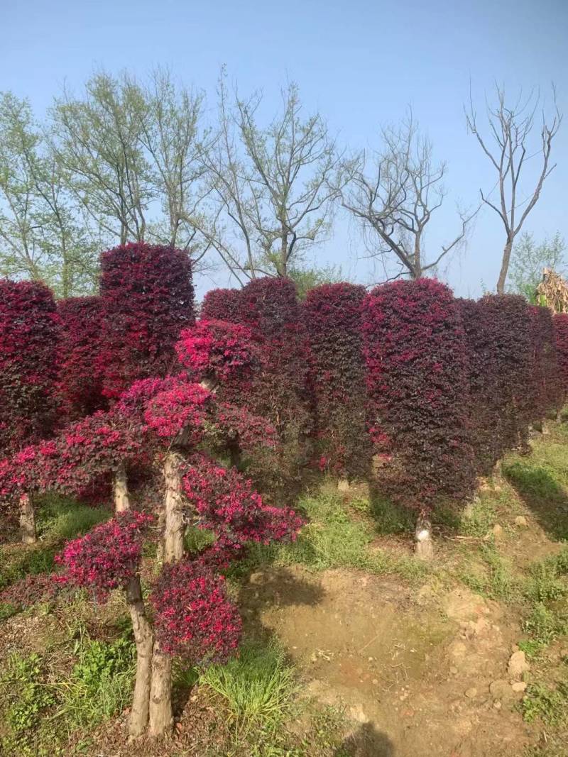 红花继木（树叶红色的，花也是红色的，一年开4次花）