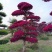 红花继木（树叶红色的，花也是红色的，一年开4次花）