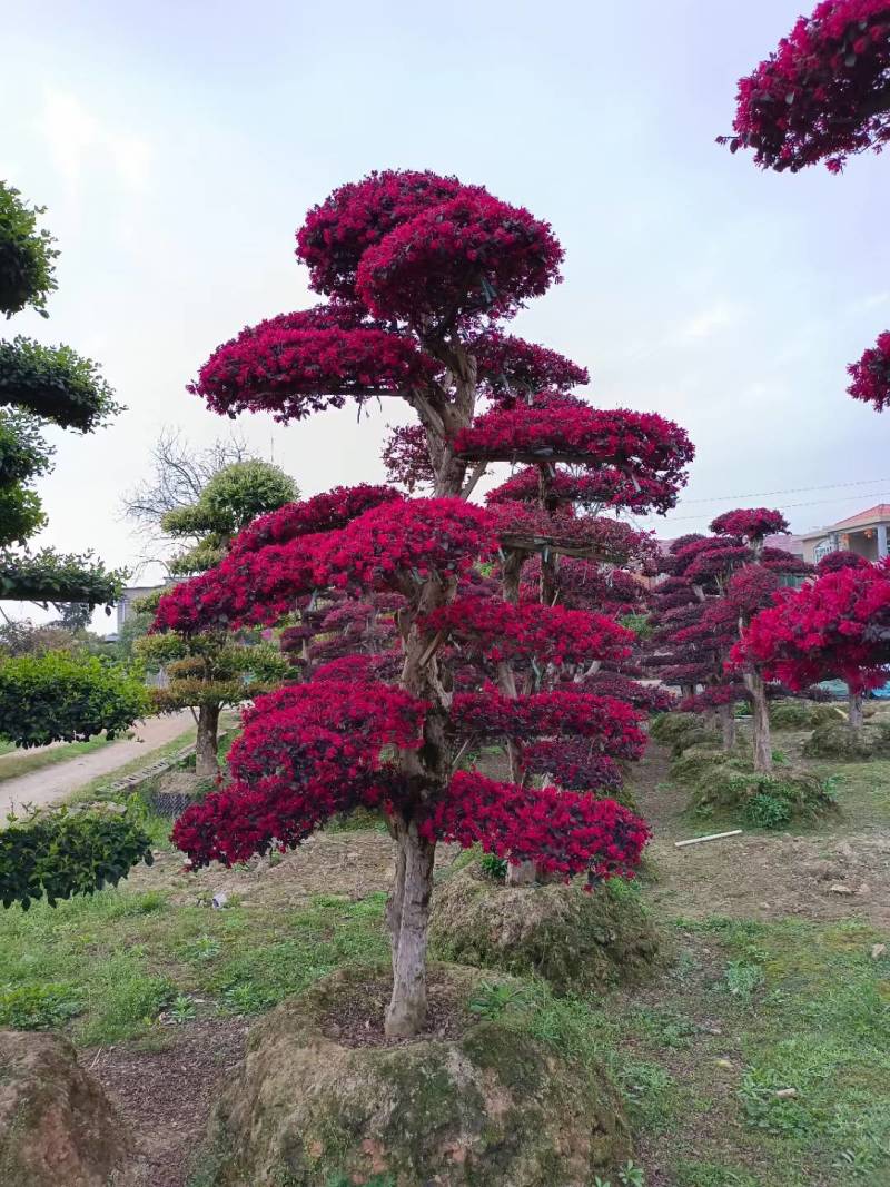 红花继木（树叶红色的，花也是红色的，一年开4次花）