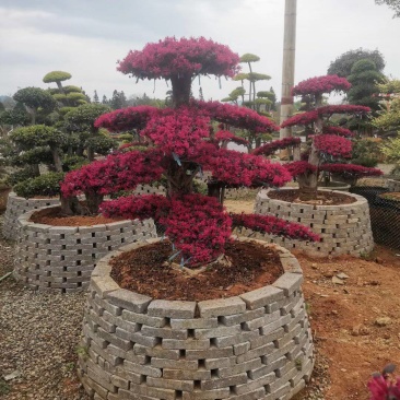 红花继木（树叶红色的，花也是红色的，一年开4次花）