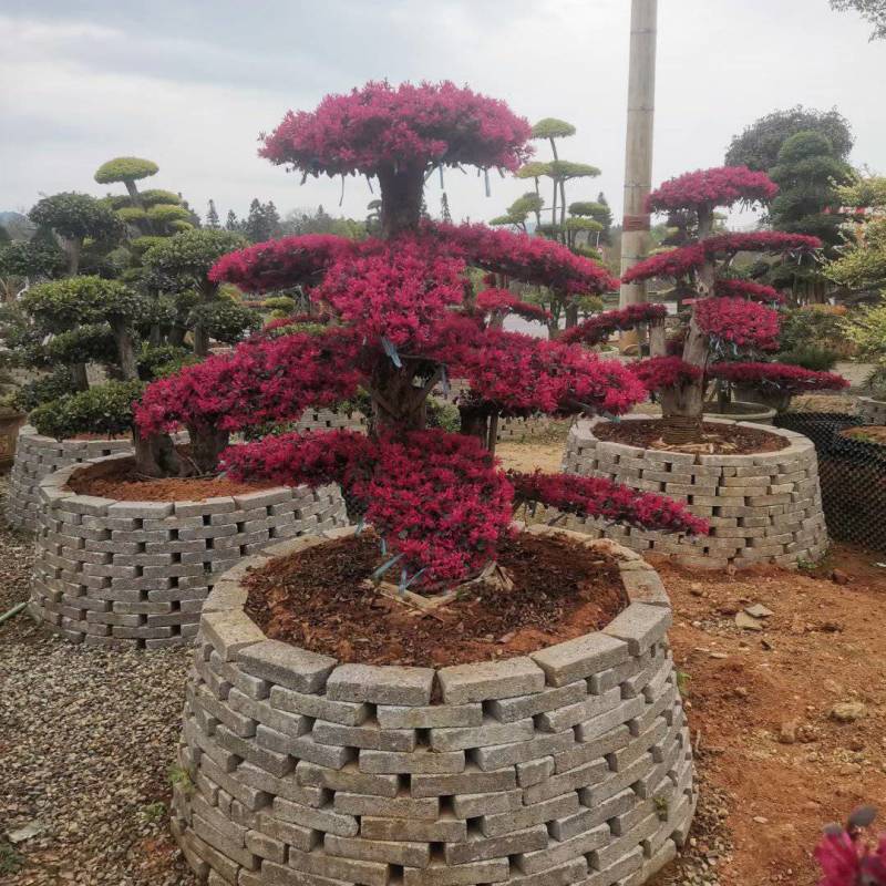 红花继木（树叶红色的，花也是红色的，一年开4次花）