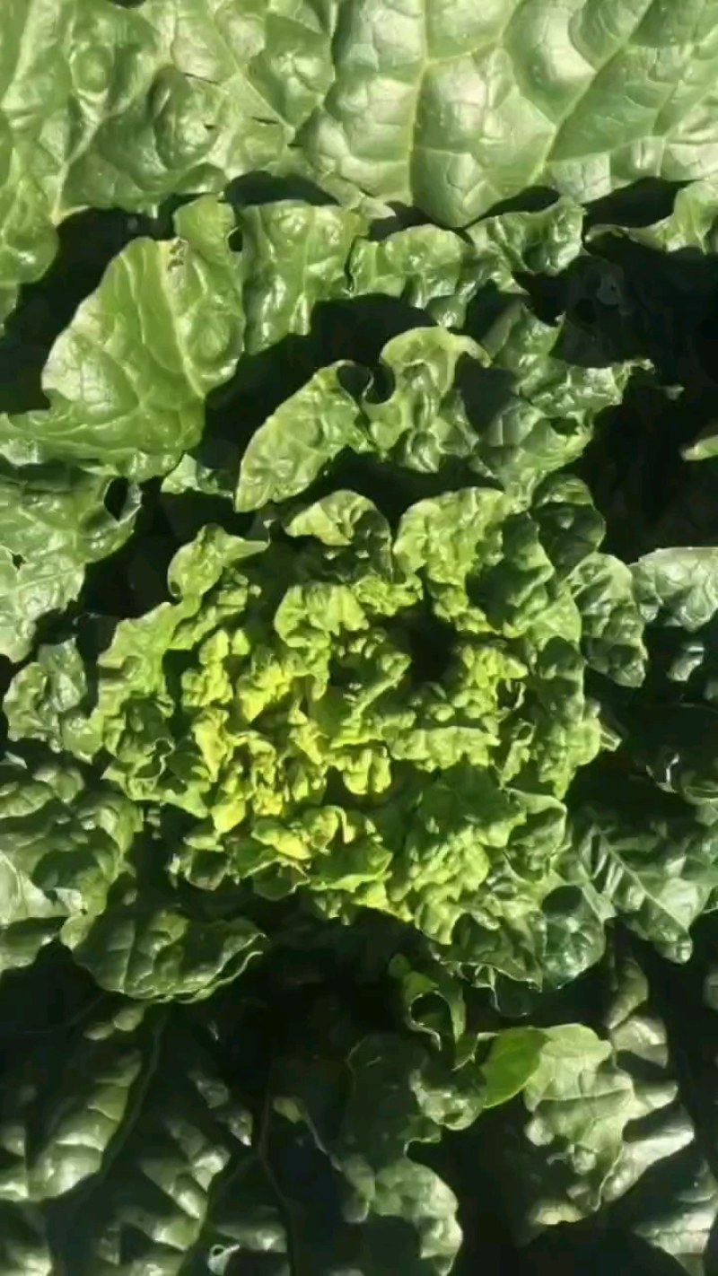 云南楚雄精品白菜麻叶青白菜一手货源货量充足