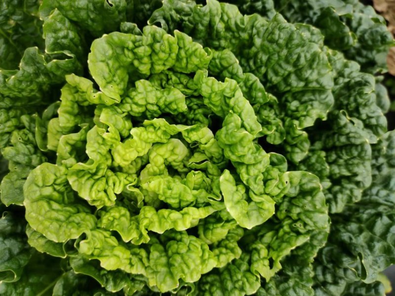 云南楚雄精品白菜麻叶青白菜一手货源货量充足