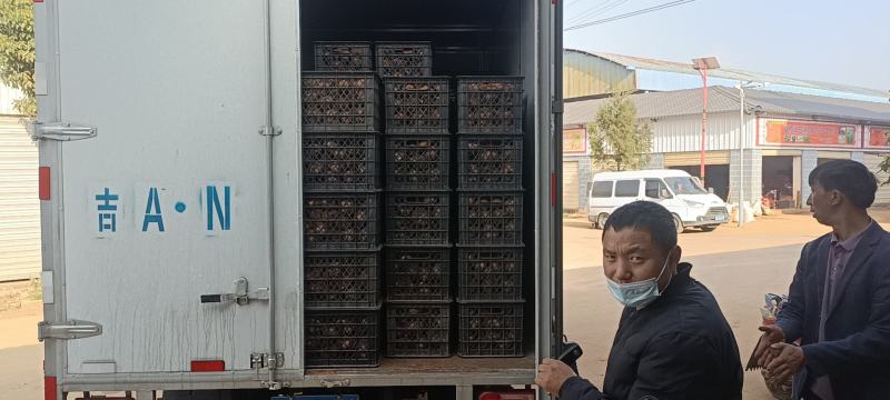 魔芋，全国发货，品种齐全周边配送到家，回收商品魔芋