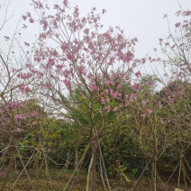 紫花风铃木多花漳州紫花风铃木种植基地苗农直销