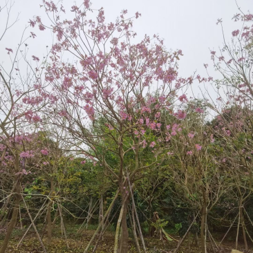 紫花风铃木多花漳州紫花风铃木种植基地苗农直销