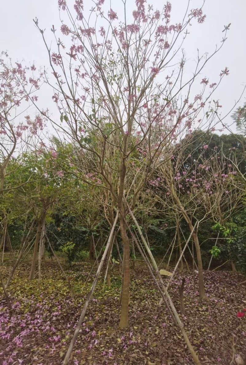 紫花风铃木多花漳州紫花风铃木种植基地苗农直销