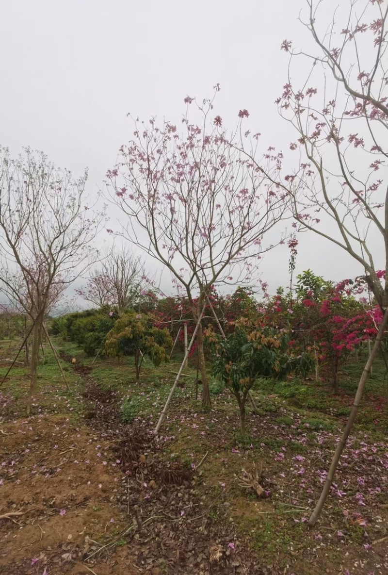 紫花风铃木多花漳州紫花风铃木种植基地苗农直销