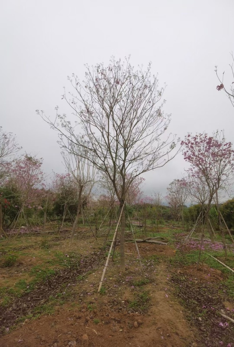 紫花风铃木多花漳州紫花风铃木种植基地苗农直销