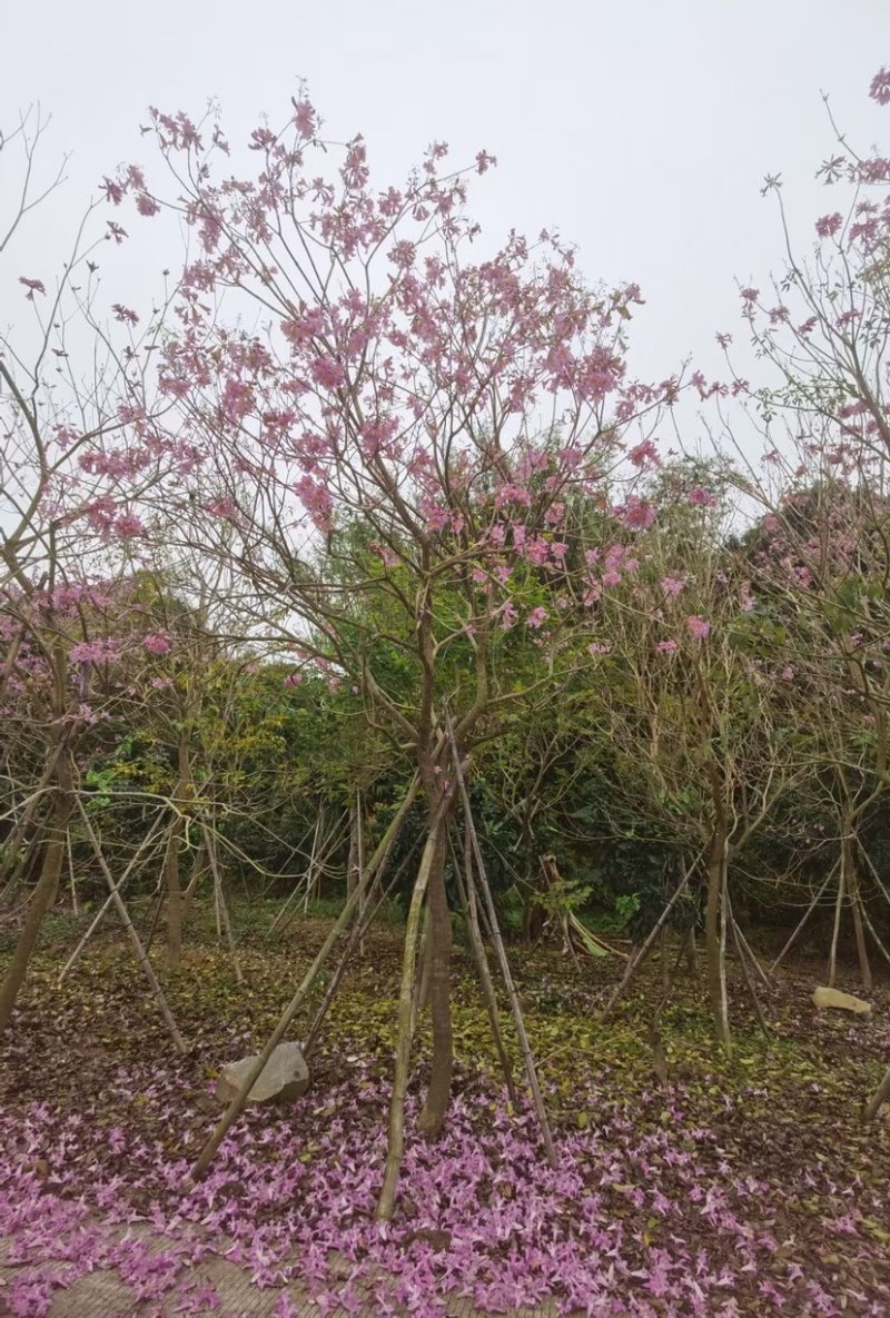 紫花风铃木多花漳州紫花风铃木种植基地苗农直销