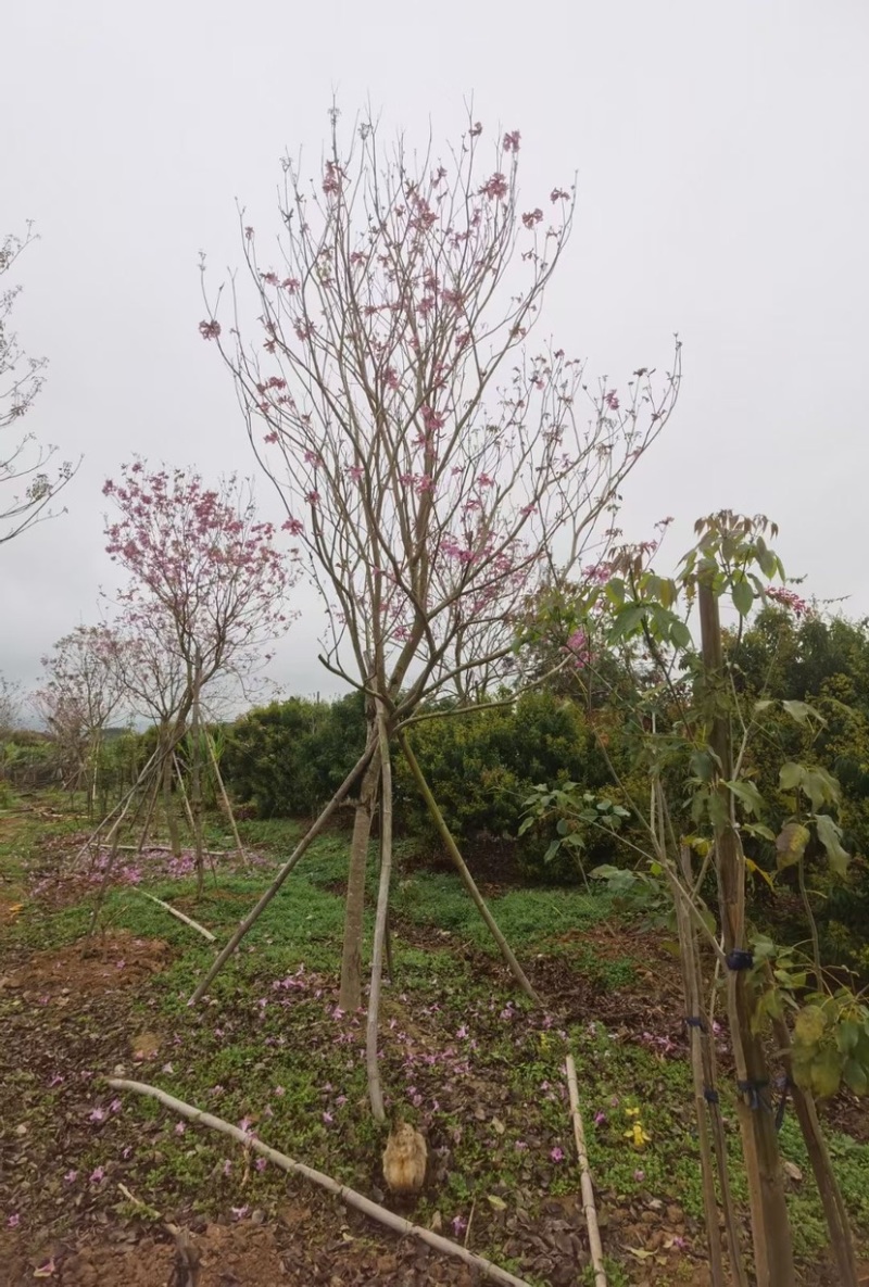 紫花风铃木多花漳州紫花风铃木种植基地苗农直销