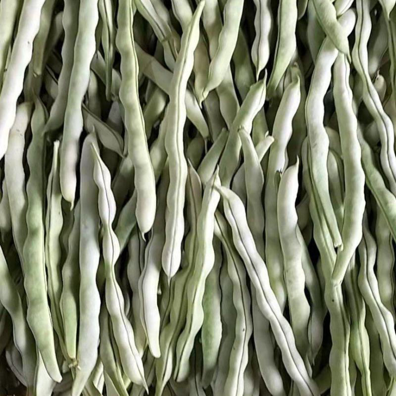 山东优质九粒白芸豆，老来少芸豆大量上市，产地大量供应