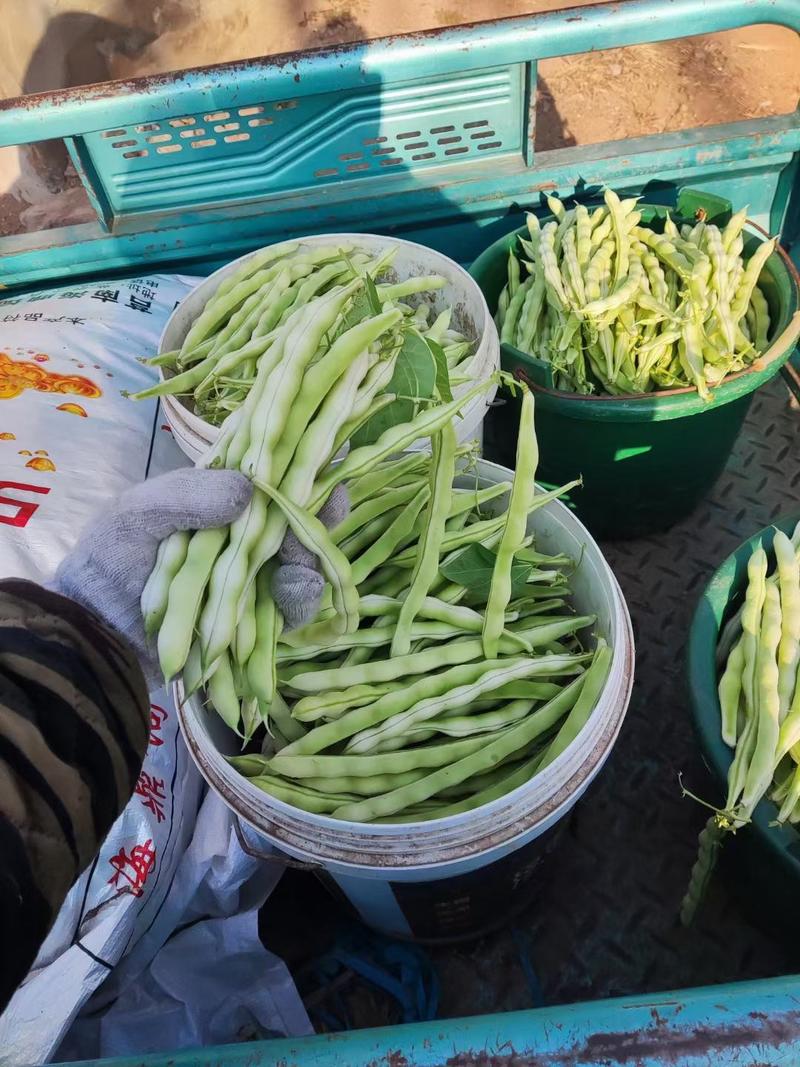 山东优质九粒白芸豆，老来少芸豆大量上市，产地大量供应
