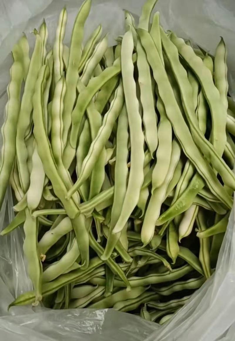 山东优质九粒白芸豆，老来少芸豆大量上市，产地大量供应